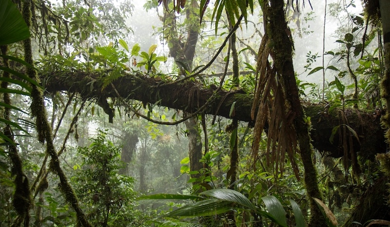 Tour en Inca Jungle